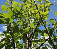 Prunus padus - Europese vogelkers - 4