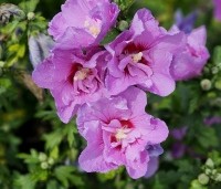 Hibiscus syriacus 'Lavender Chiffon' - Altheastruik 'Lavender Chiffon' - 1