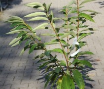 Castanea sativa 'Lyon'