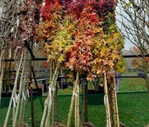 Liquidambar bomen in depot Ten Hoven Bomen