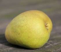 Pyrus communis 'Beurre Hardy'