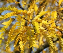 Gleditsia Skyline herfstgeel
