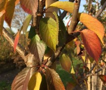 Prunus Royal Flame