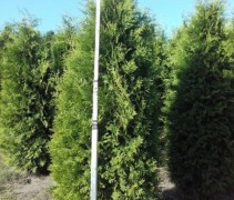 Thuja occidentalis Brabant