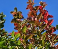 Amelanchier canandensis 'October Flame' - Zuilvormige krentenboompje met rood herfstblad - 2