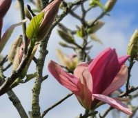 magnolia daybreak - Magnolia daybreak - 2