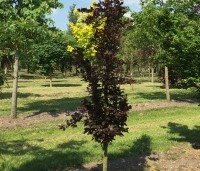 Fagus sylvatica 'Dawyck Purple' - Paarse Beuk - het blad in mei is dieprood van kleur