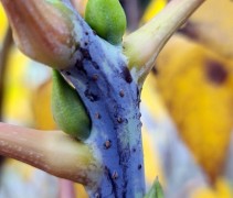 Decaisnea Fargesii