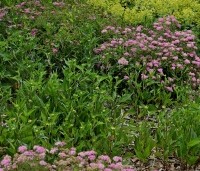 Spiraea japonica 'Little Princess' - Spierstruik 'Little Princess' - vakbeplanting  - 5