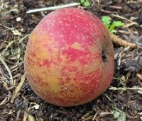 Malus dom. 'Rode Boskoop' - Malus dom. 'Rode Boskoop' - 1