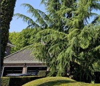 Cedrus deodara - Himalayaceder - 4