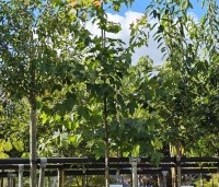 Liquidambar formosa 'Ellen' - Speciale amberboom met Aziatische roots - amberboom met groot blad