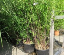 Fargesia nitida Black Pearl ook wel zwarte bamboe genoemd ivm de donkere stelen.
