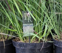 Panicum virgatum Squaw