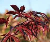 Acer palmatum ‘Atropurpureum’ blad