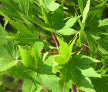 Acer palmatum 'Sangokaku'