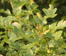 Blad Quercus cerris