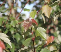 Acer rubrum 'Summerred'