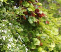Crataegus Monogyna. Bloeiende meidoorn in gemengde haag. Vogelbosje