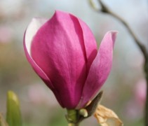 Magnolia 'Lennei', meerstammige boom met roze bloem
