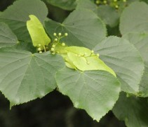 Tilia cordata 'Böhlje' blad en bloei
