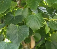 Tilia mongolica 'Buda' - Mongoolse Lindeboom - 1
