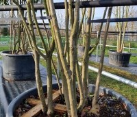 Photinia fraseri 'Red Robin'  - Glansmispel - 1