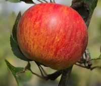 Malus domestica 'Elstar' - Appel Elstar - 5