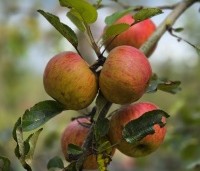Malus domestica 'Elstar' - Appel Elstar - 6