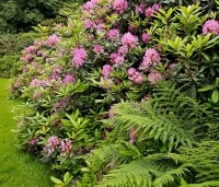 Rhododendron ponticum 'Roseum' - Bosrhododendron 'Roseum' - 2