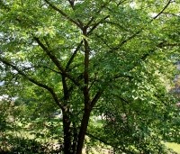 Zelkova serrata - Japanse Zelkova - 7