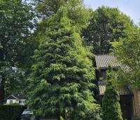 Tsuga canadensis - Canadese Hemlockspar - gesnoeid exemplaar in voortuin