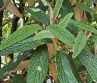 Viburnum rhytidophyllum - Sneeuwbal - 3