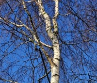 Betula pendula - Ruwe berk - 1