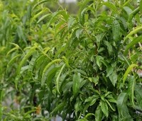Prunus persica 'Saturne' - Perzik 'Saturne' - 2