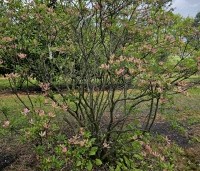 Rhododendron (AP)  'Fanny' - Azalea 'Fanny' - 1