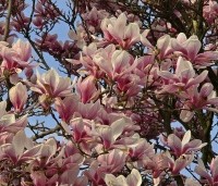Magnolia soulangeana - Magnolia soulangeana - 1