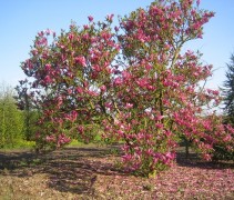 Magnolia 'Susan', meerstammig