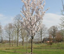 Prunus 'Pandora'