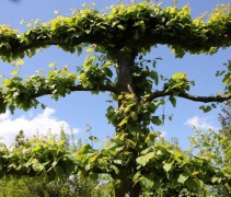 Tilia x Europaea 'Pallida'