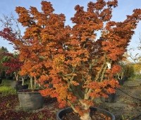 Acer palmatum 'Shishigashira' - Japanse Esdoorn 'Shishigashira' - 5