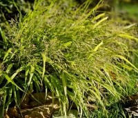 Hakonechloa macra 'Aureola' - Japans siergras 'Aureola' - 1