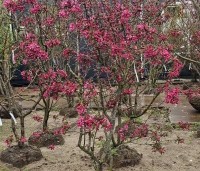 Malus 'Profusion' - Sierappel - 3