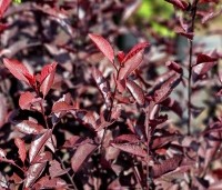 Prunus cistena - Sierpruim - 1