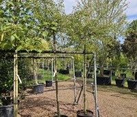 Malus Toringo 'Tina - Dwerg sierappeltje - 4
