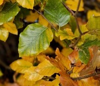 Fagus sylvatica - Groene beuk - herfstverkleuringen