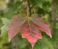 Acer rubrum 'October Glory' - Amerikaanse esdoorn - 2