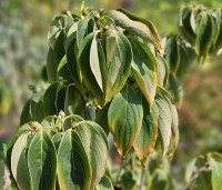 Cornus kousa 'Teutonia' - Japanse grootbloemige kornoelje 'Teutonia' - blad nazomer