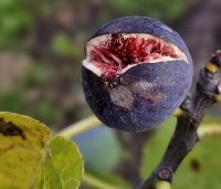 Ficus carica 'Brown Turkey' - Vijg 'Brown Turkey' - 2