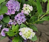 Hydrangea Forever & Ever Blue' - Hortensia 'Forever & Ever Blue' - 1